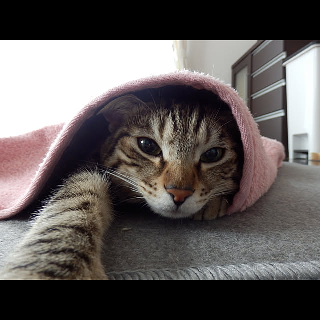 Nanaさんの実例写真