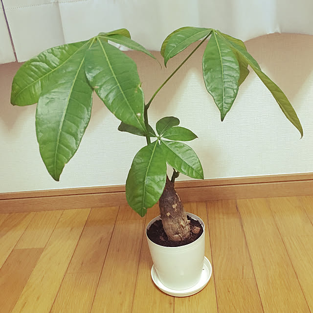 haruさんの実例写真