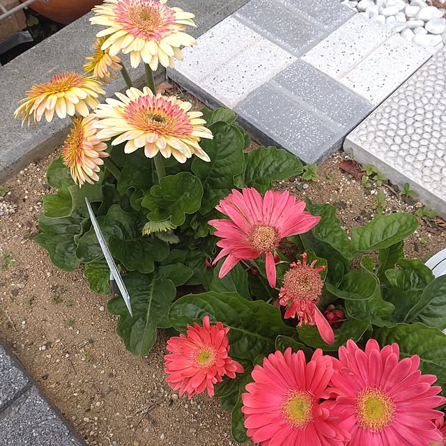 tan5さんの実例写真