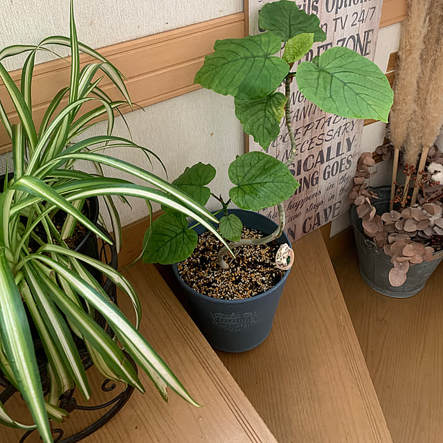 Fumiさんの部屋