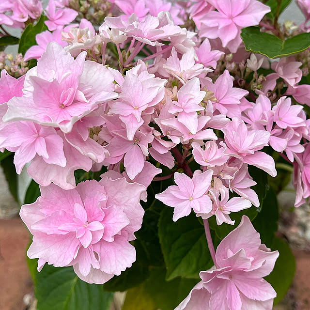 母の日のプレゼント/紫陽花なごみ/買ってよかったもの/いいね、フォロー本当に感謝です♡/フォローすごく嬉しいです♡...などのインテリア実例 - 2023-05-24 18:42:21