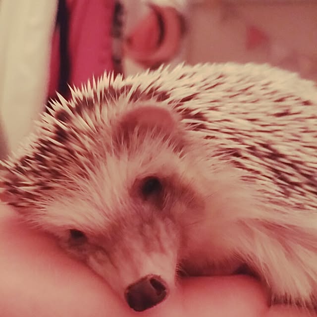 kuruさんの実例写真
