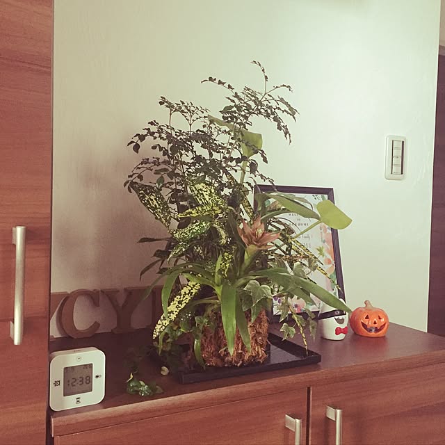 玄関/入り口/観葉植物/IKEA/ダイソーのインテリア実例 - 2016-09-19 13:01:17