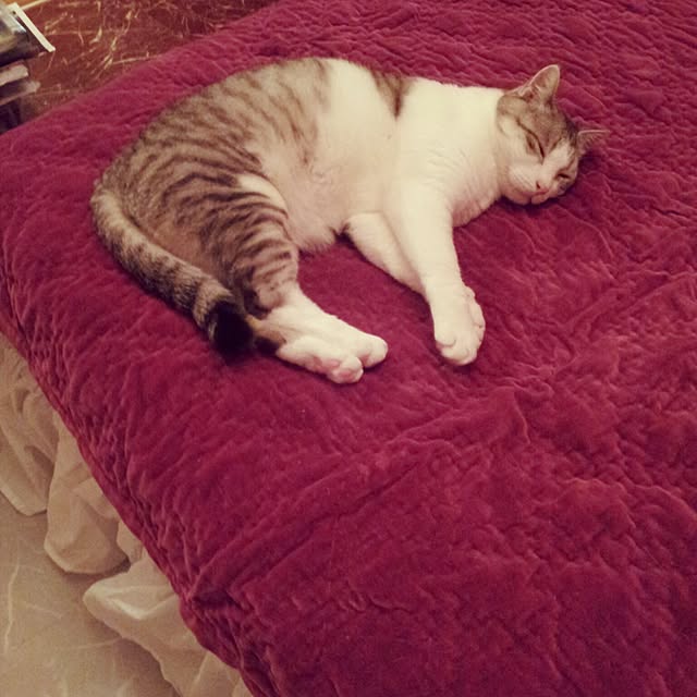 emmyyさんの実例写真