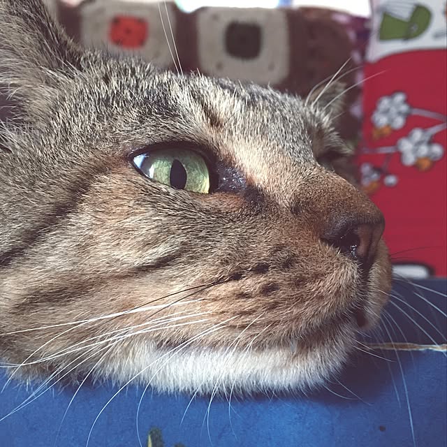 NAOMIさんの実例写真