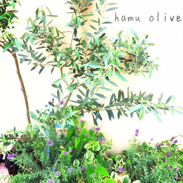 hamuさんの実例写真
