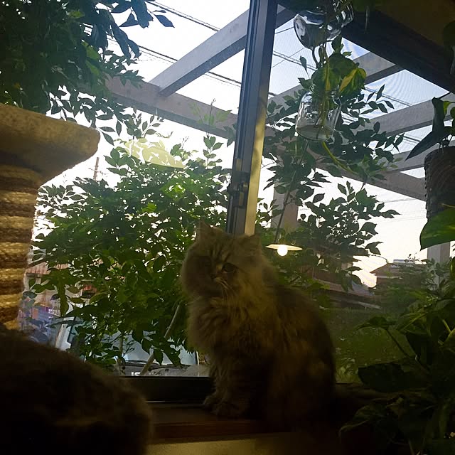 butachanさんの実例写真