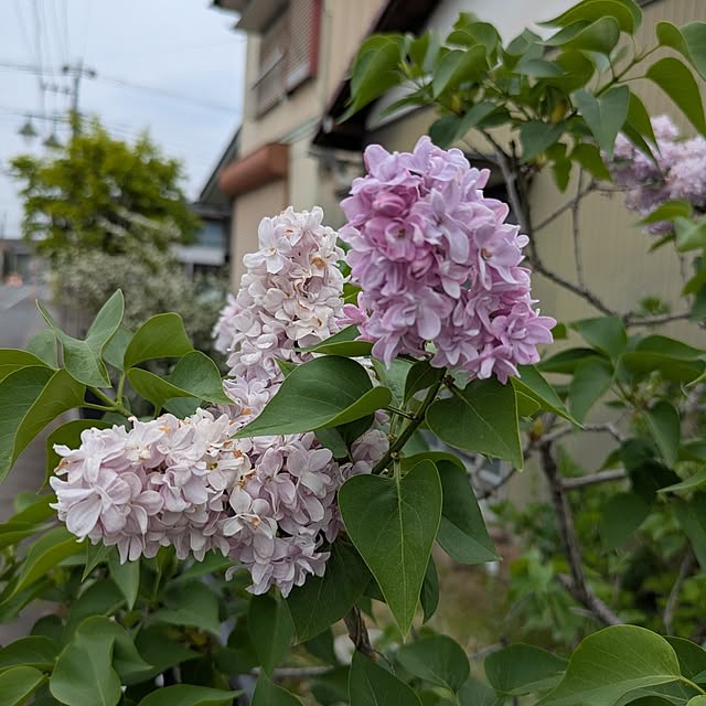 minnieさんの部屋