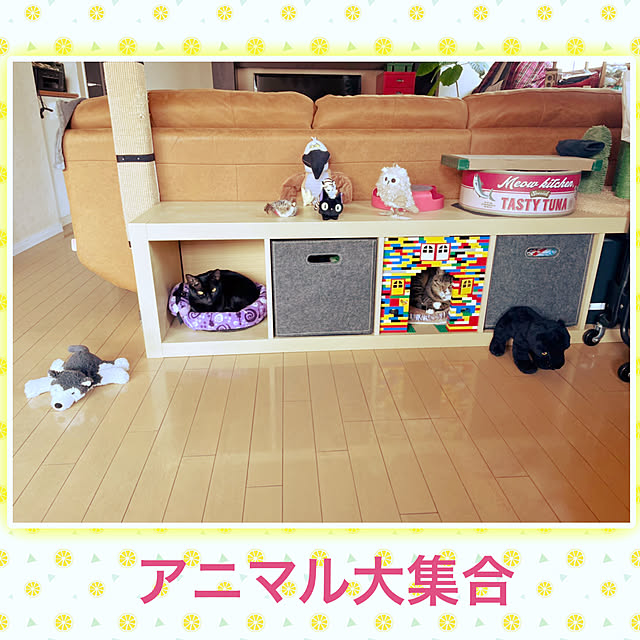 ぬいぐるみ/蛇のぬいぐるみ/LEGO/猫と暮らす/IKEA...などのインテリア実例 - 2022-03-11 08:23:03