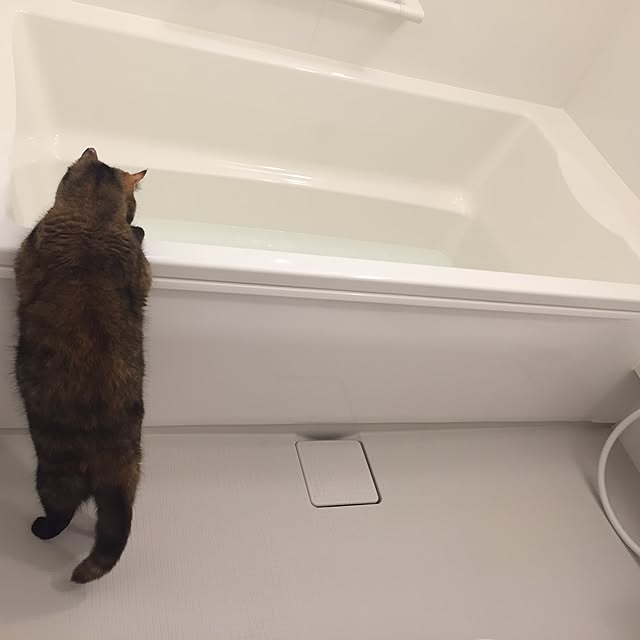 yufullfullさんの実例写真