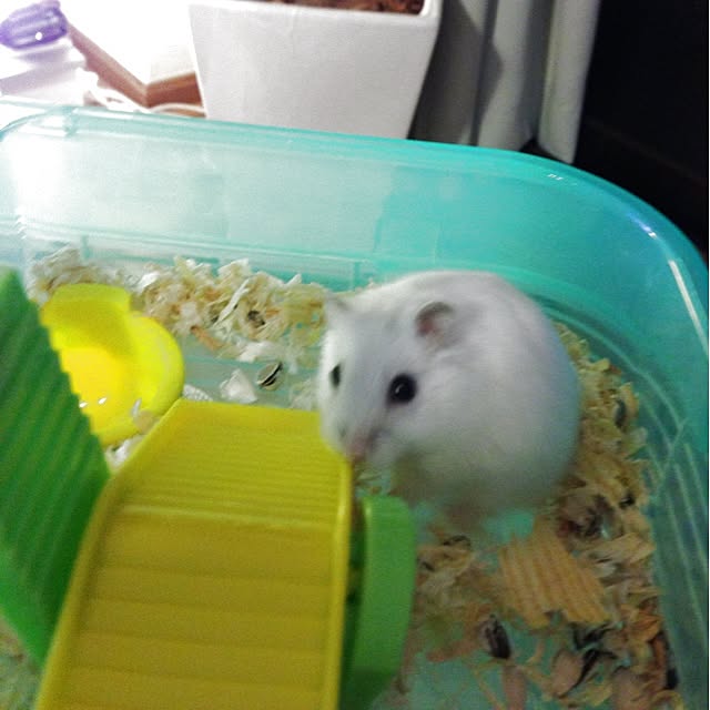 jnjnforesterさんの実例写真
