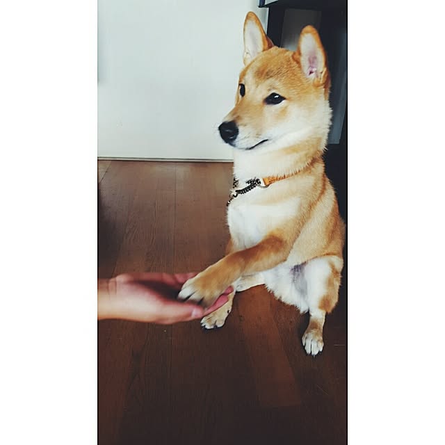 okameさんの実例写真