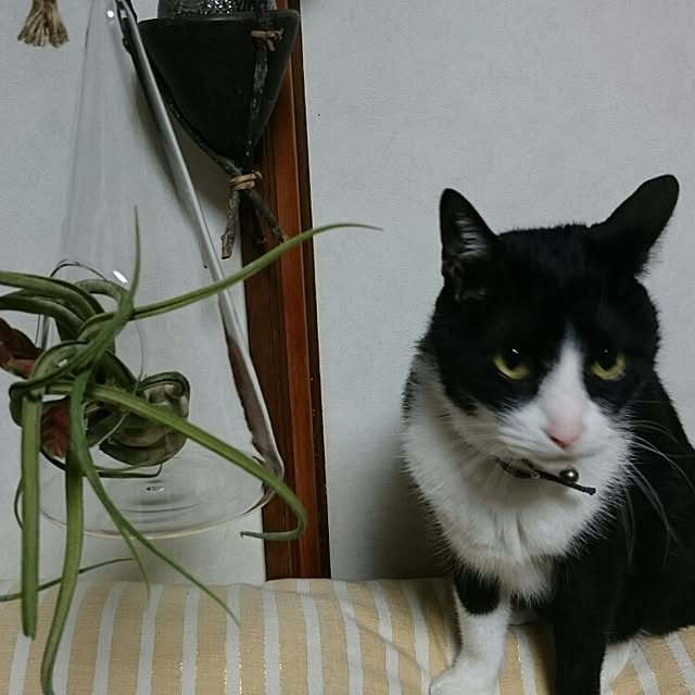 runaさんの実例写真