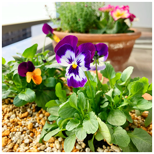 ksfioriさんの実例写真