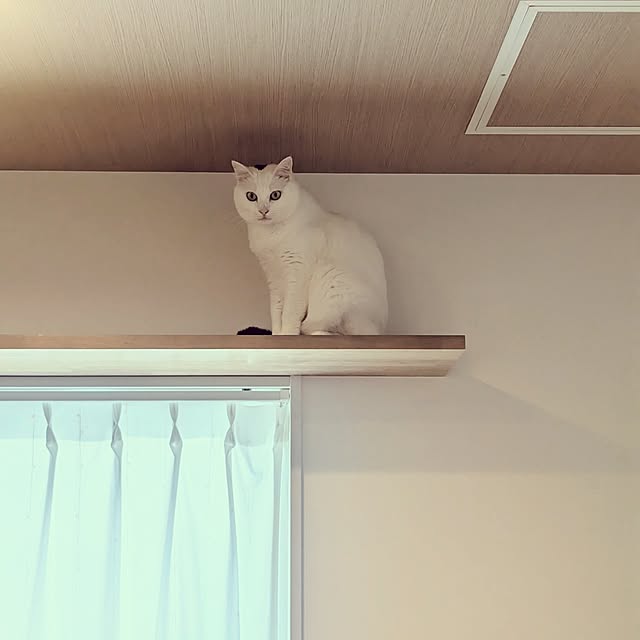 nekocatさんの実例写真