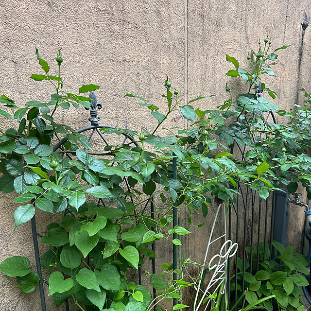 fumikoiさんの部屋