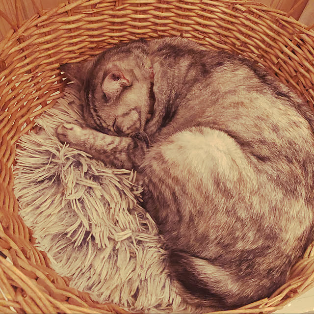 COCOさんの実例写真