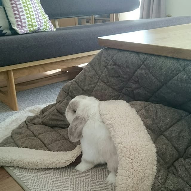 PUCHIさんの実例写真