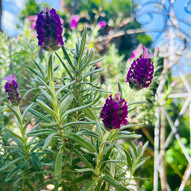 sunabaさんの部屋