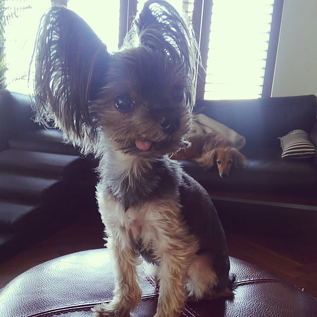 minnieさんの実例写真