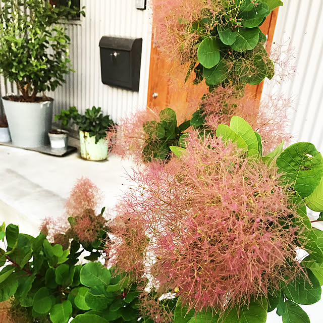 mkk8739hanasakuさんの実例写真