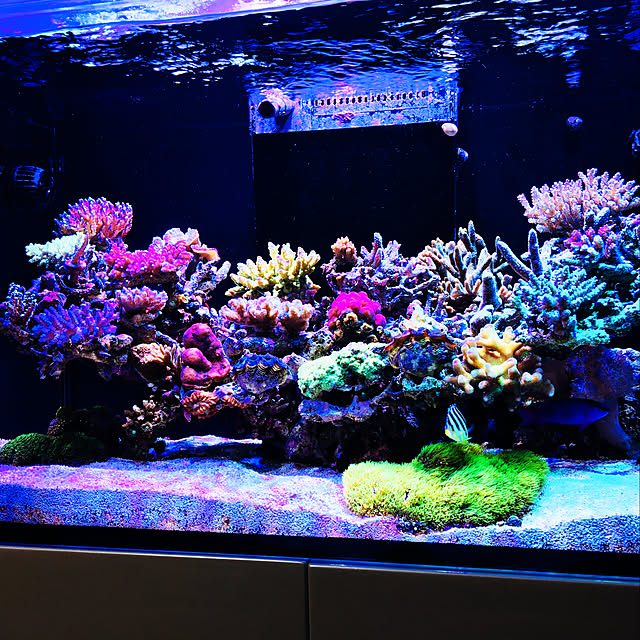 aquarium_seaさんの実例写真