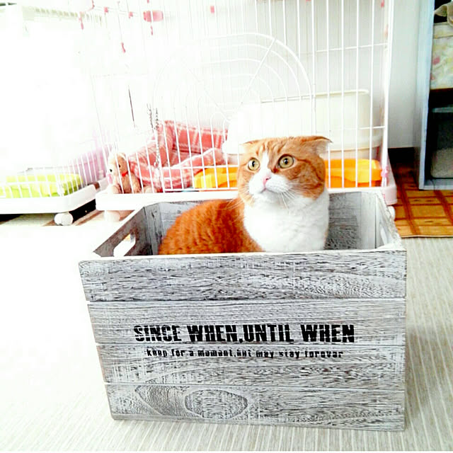 kumingさんの実例写真