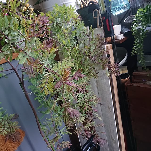 tikuwaさんの部屋