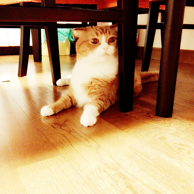 kumingさんの実例写真