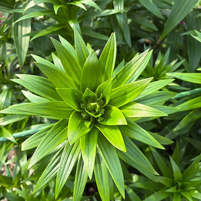 ritsukoさんの実例写真