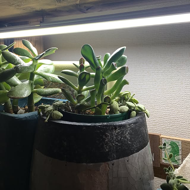 tetra163さんの実例写真