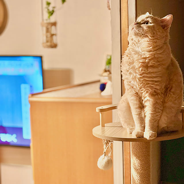 naokoさんの部屋