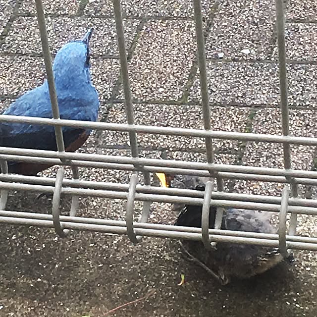 kazuさんの実例写真