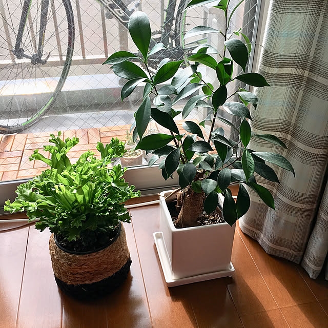 ru_pi_chanさんの実例写真