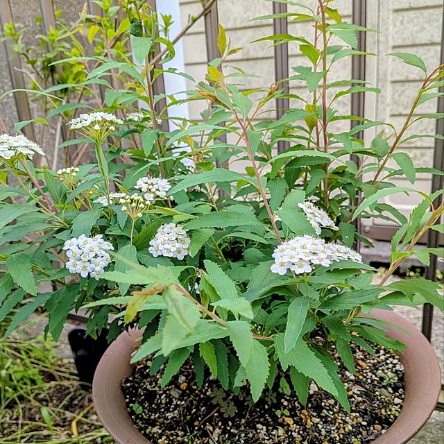 Renさんの実例写真