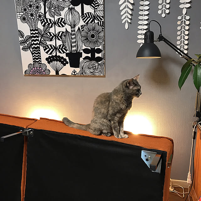 nyanko-beamさんの実例写真