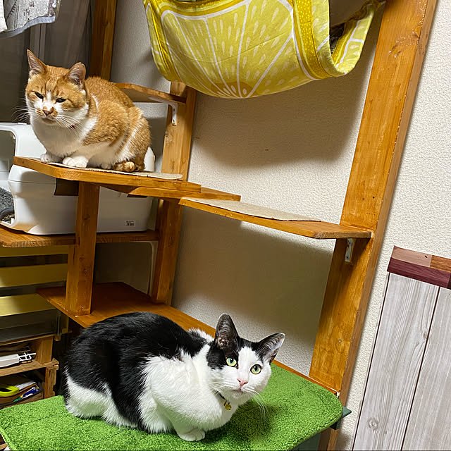 SHIHOさんの実例写真