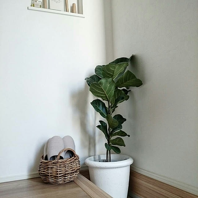 玄関/入り口/緑のある暮らし/シンプルな暮らし/観葉植物/KEYUCA...などのインテリア実例 - 2018-02-23 09:48:19