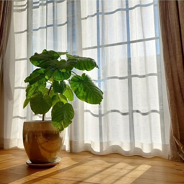 acoさんの実例写真