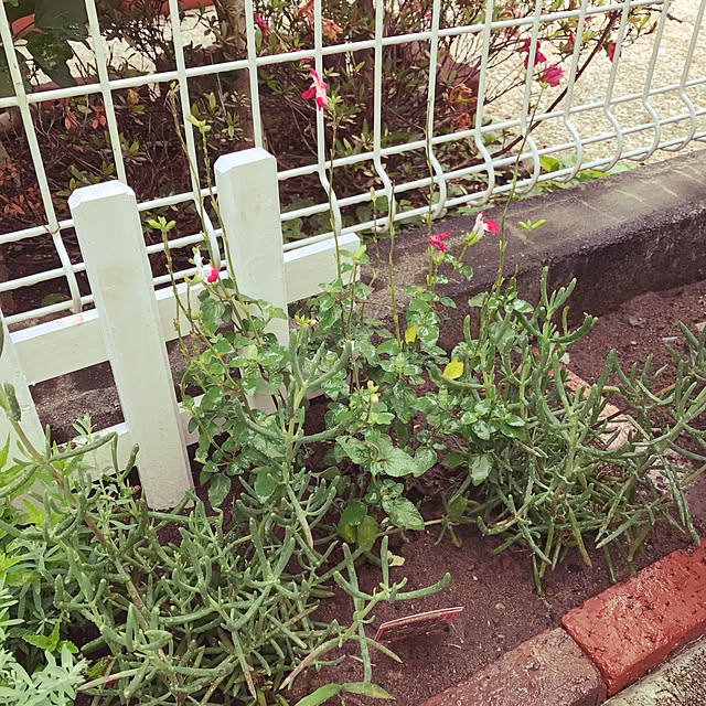 ma-chicoさんの実例写真
