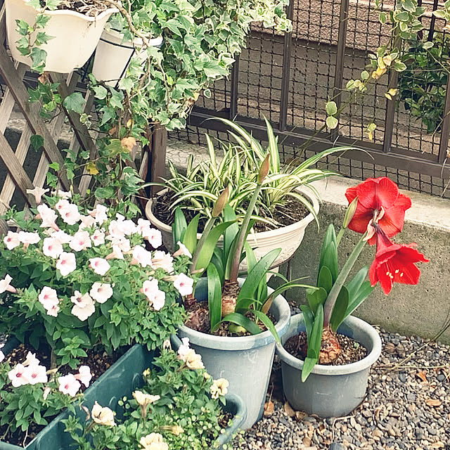 badysukeさんの実例写真