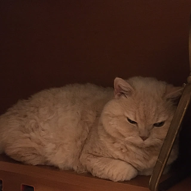 naokoさんの実例写真
