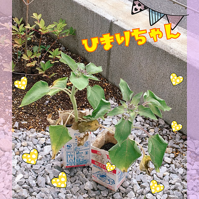 実例写真