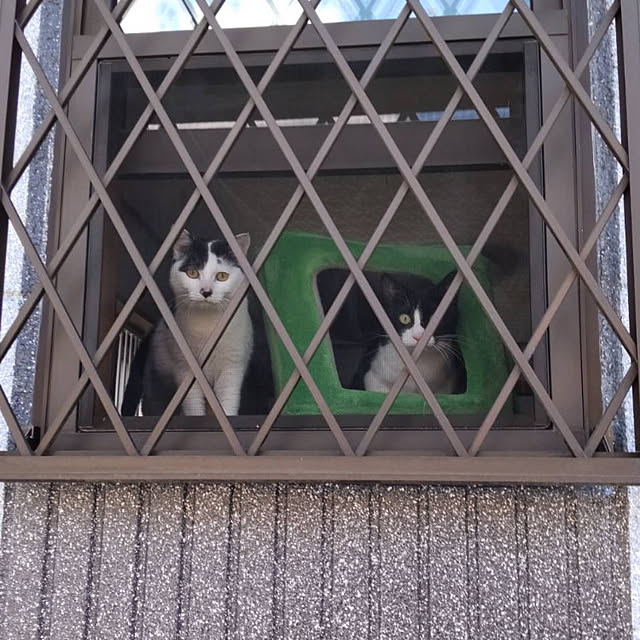 salangさんの実例写真