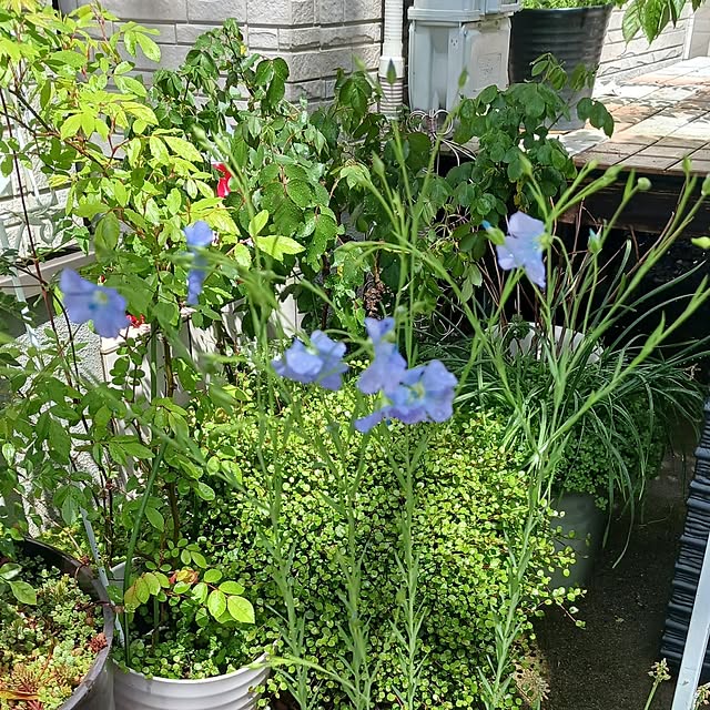 aiさんの部屋