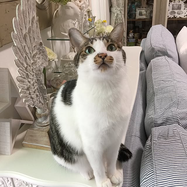 yuchiさんの実例写真