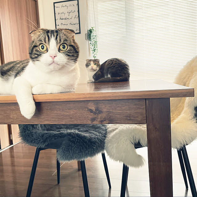tansukeさんの実例写真