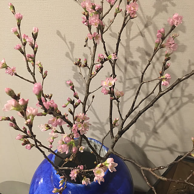 happy-sachiさんの実例写真