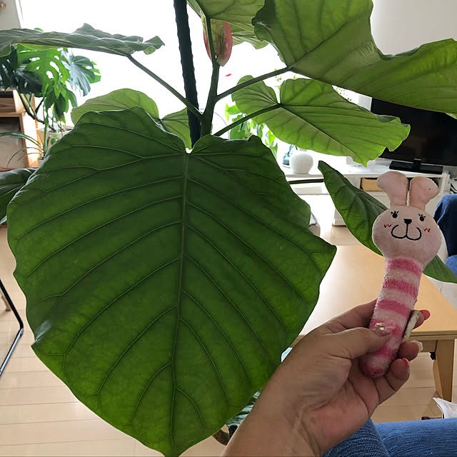 loliontoaliceveさんの実例写真