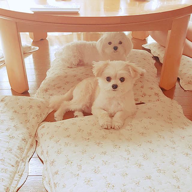 Kekoponさんの実例写真